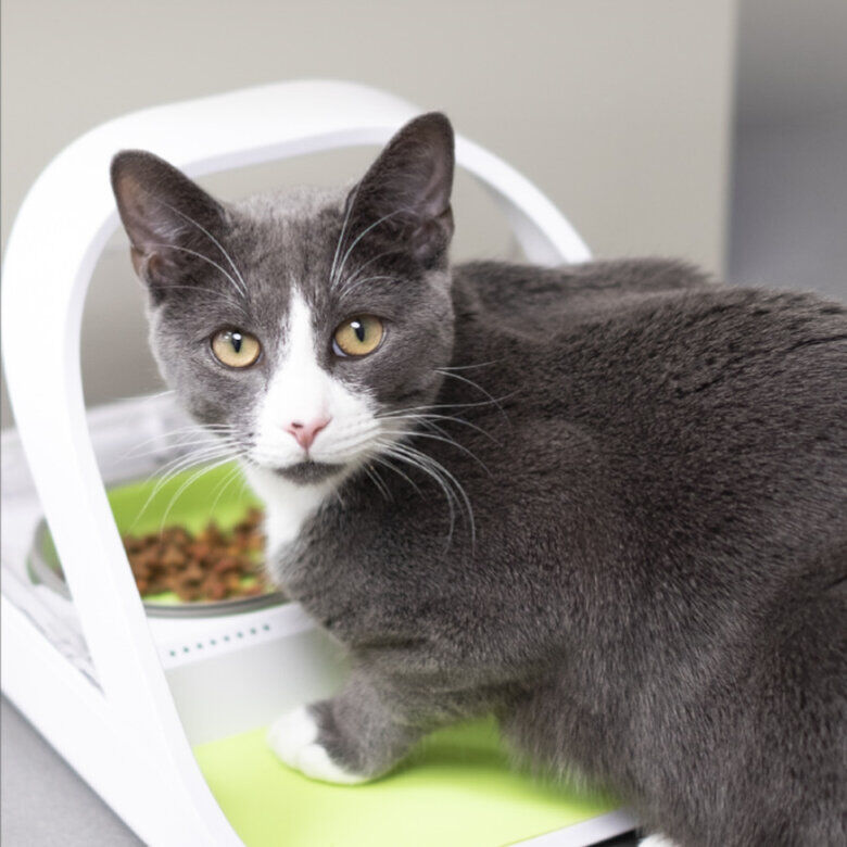 Sure Petcare Surefeed Comedouro Autom&aacute;tico com Microchip, , large Imagem n&uacute;mero 4