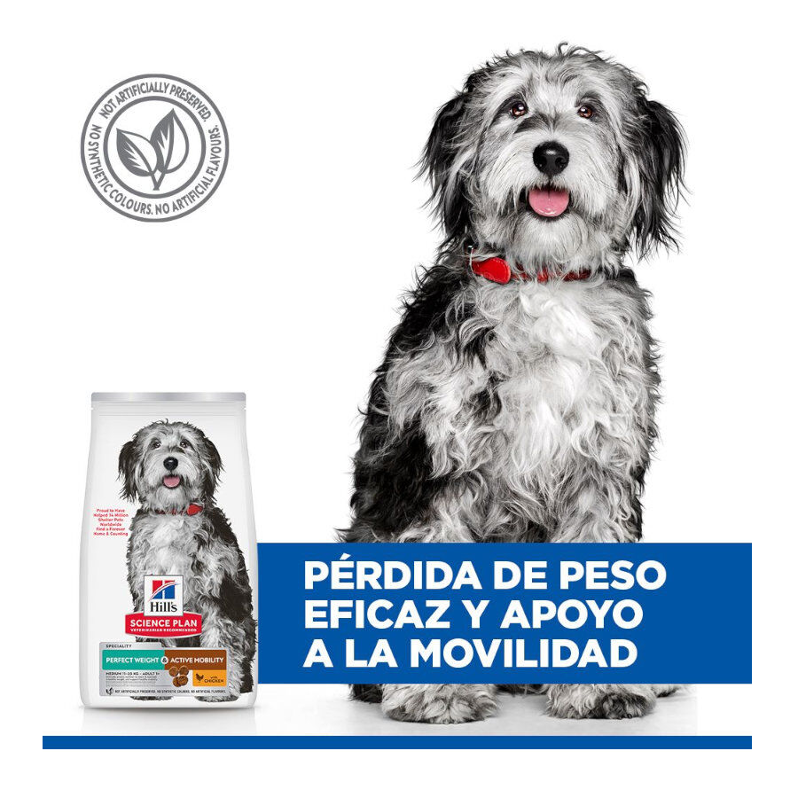 Hill's Science Plan Perfect Weight e Active Mobility Medium Frango ra&ccedil;&atilde;o para c&atilde;es, , large Imagem n&uacute;mero 5