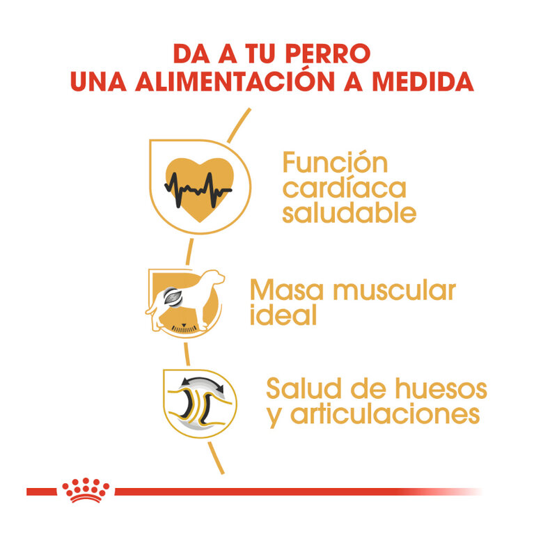 12 kg Royal Canin Adult Rottweiler ração para cães,  Imagem número 6 12 kg Royal Canin Adult Rottweiler ração para cães, , large Imagem número 6