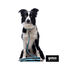 Gotoo Coleira mesh turquesa para cães, , large Indicador imagem número 6