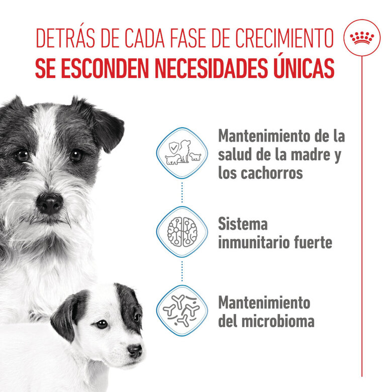 Royal Canin Mini Starter MothereBaby ração para cães,  Imagem número 3 Royal Canin Mini Starter MothereBaby ração para cães, , large Imagem número 3