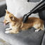 Cecotec Conga Immortal Extreme Suction Aspirador para pelos de animais, , large Indicador imagem n&uacute;mero 3