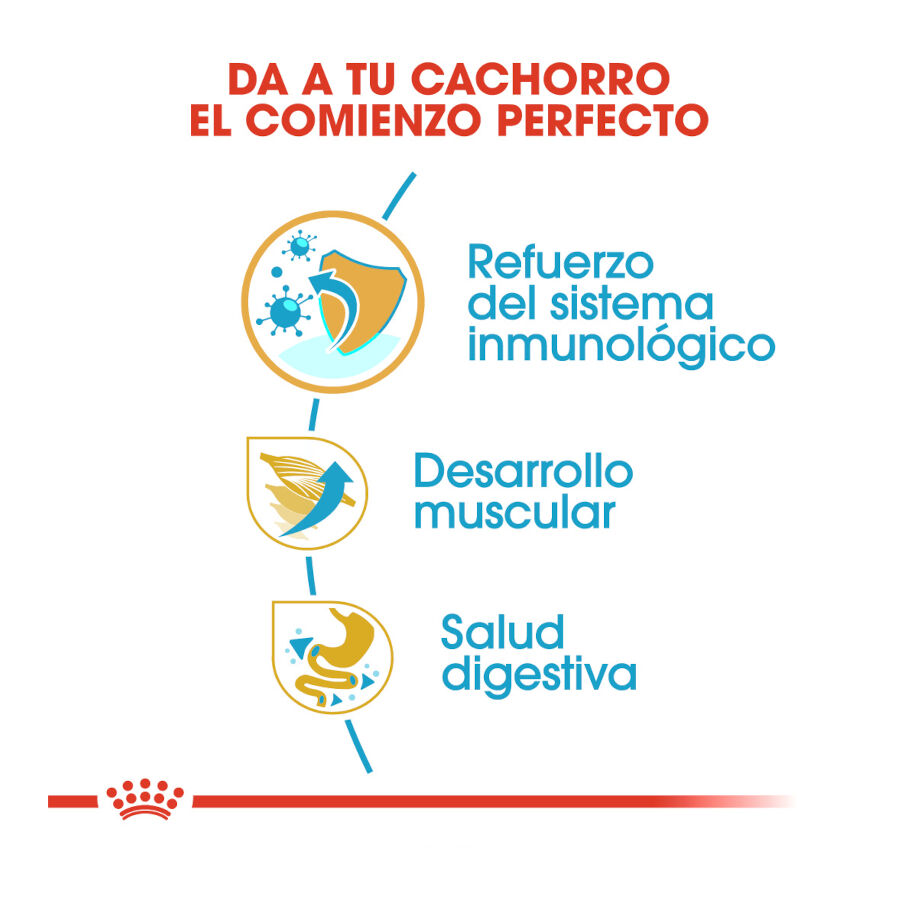 Royal Canin Puppy Boxer ra&ccedil;&atilde;o para c&atilde;es, , large Imagem n&uacute;mero 7