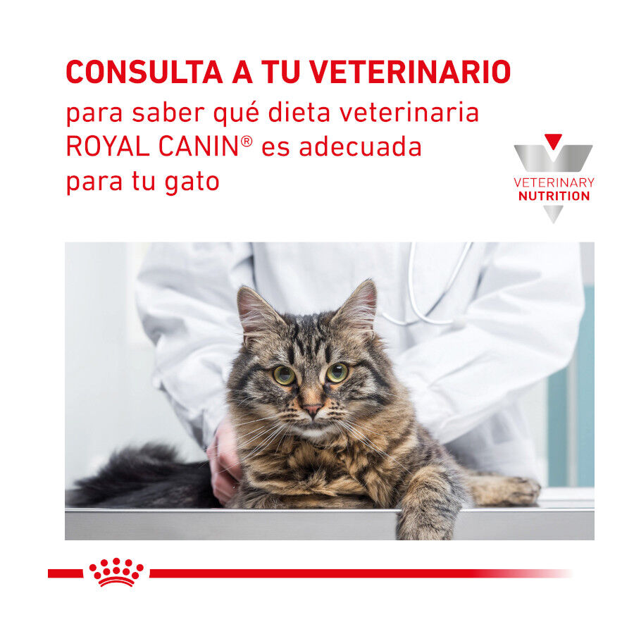 2 kg Royal Canin Gastrointestinal Hairball ra&ccedil;&atilde;o para gatos, , large Imagem n&uacute;mero 9