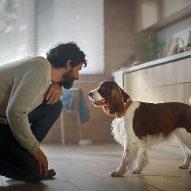 70 g Adventuros Sticks Mini javali para c&atilde;es, , large Imagem n&uacute;mero 5