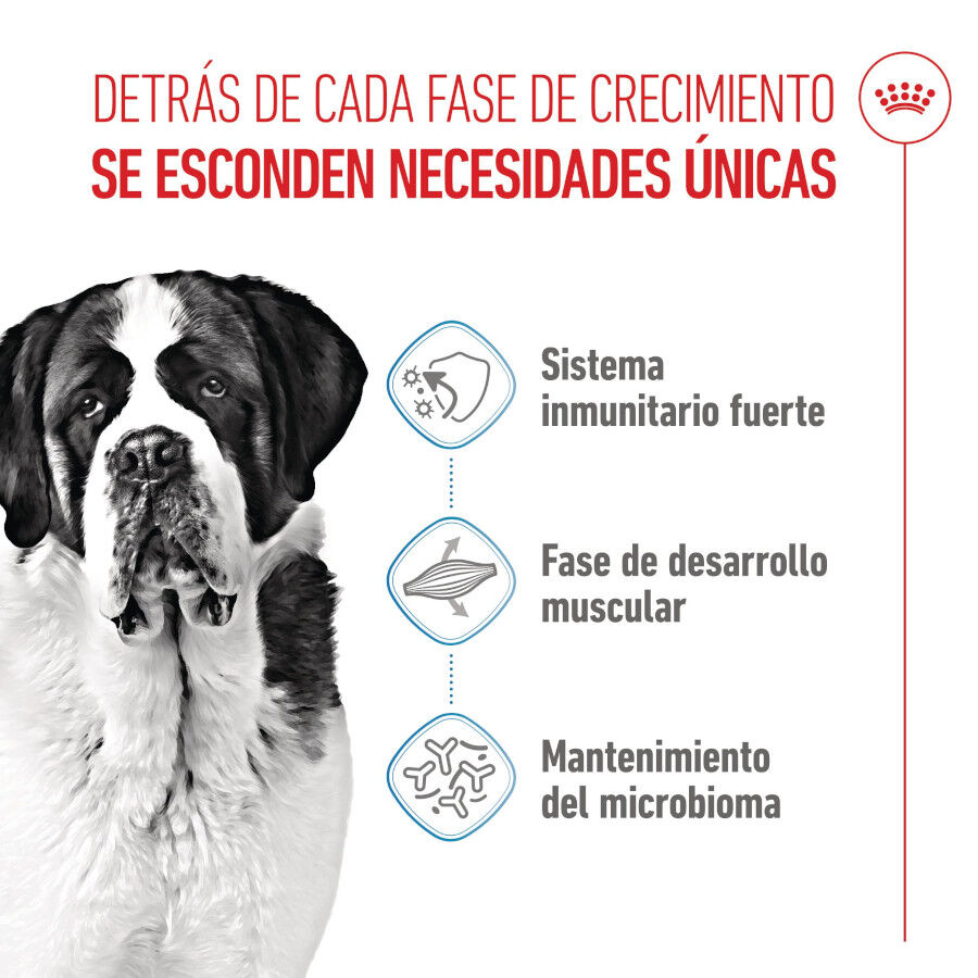 15 kg Royal Canin Junior Giant ra&ccedil;&atilde;o para c&atilde;es, , large Imagem n&uacute;mero 3