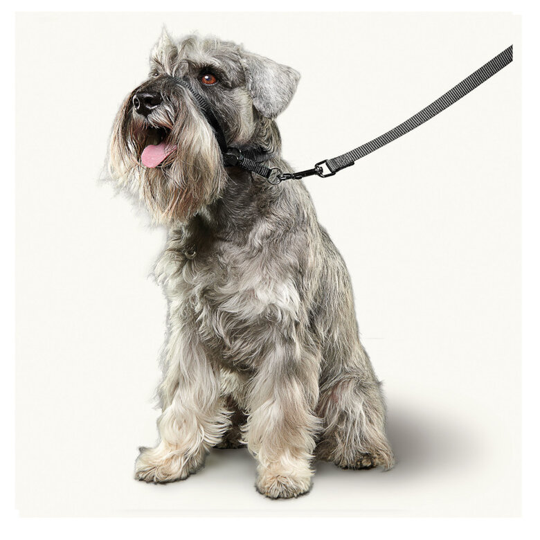 Beaphar Gentle Leader Coleira de treino negra para cães, , large image number null