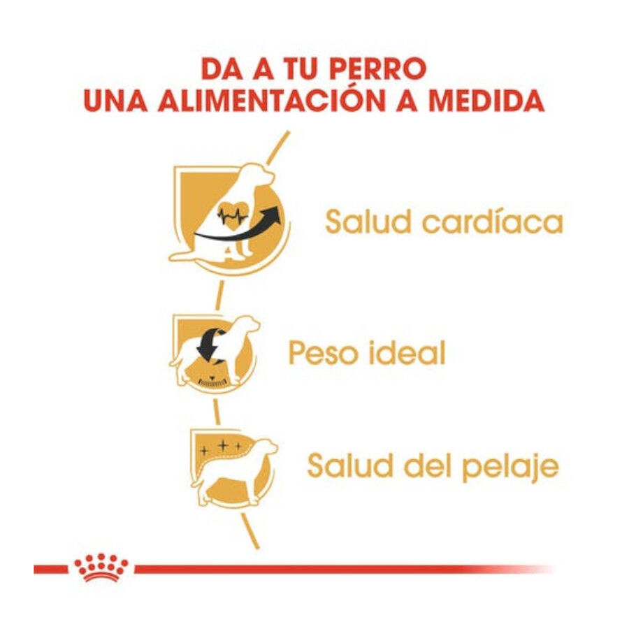 3 kg Royal Canin Adult Cavalier King Charles ra&ccedil;&atilde;o para c&atilde;es, , large Imagem n&uacute;mero 3