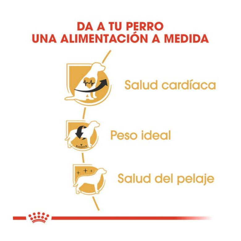 3 kg Royal Canin Adult Cavalier King Charles ração para cães,  Imagem número 3 3 kg Royal Canin Adult Cavalier King Charles ração para cães, , large Imagem número 3