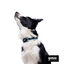 Gotoo Coleira mesh turquesa para cães, , large Indicador imagem número 3