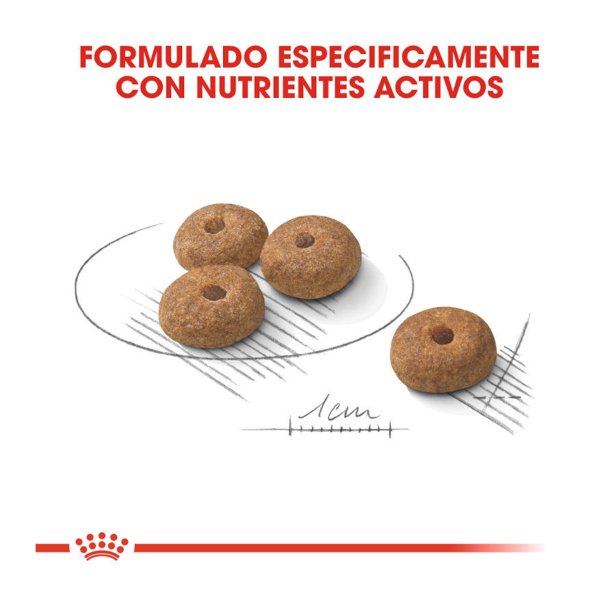 8 kg Royal Canin Mini Sterilised ra&ccedil;&atilde;o para c&atilde;es, , large Imagem n&uacute;mero 4