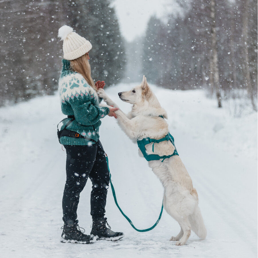 Non-stop Dogwear Peitoral Longo Azul e Verde para c&atilde;es, , large Imagem n&uacute;mero 4