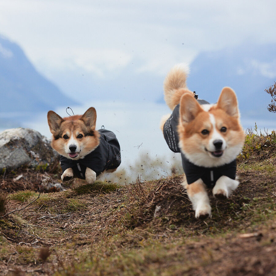 Non-stop dogwear Fjord Capa de chuva imperme&aacute;vel preta para c&atilde;es, , large Imagem n&uacute;mero 12