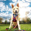 DC Super Pets Peitoral estampado para cães, , large Indicador imagem número 4