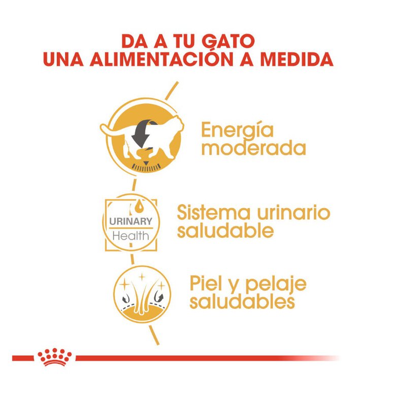 85 g Royal Canin comida húmida British Shorthair Adult,  Imagem número 5 85 g Royal Canin comida húmida British Shorthair Adult, , large Imagem número 5