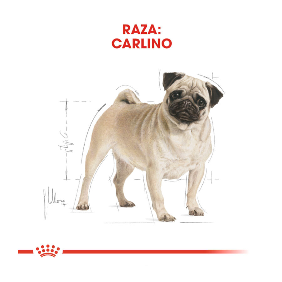 3 kg Royal Canin Adult Pug ra&ccedil;&atilde;o para c&atilde;es, , large Imagem n&uacute;mero 4