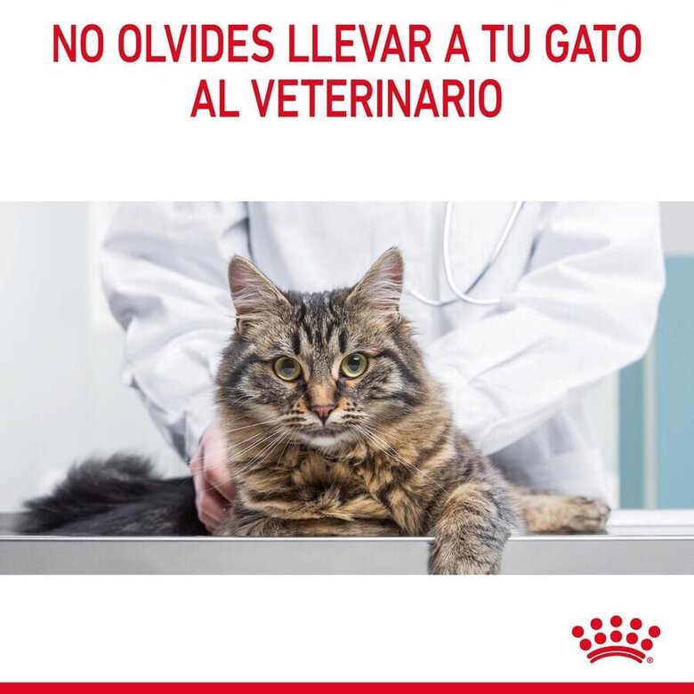 8 kg Royal Canin Adult Oral ração para gatos,  Imagem número 7 8 kg Royal Canin Adult Oral ração para gatos, , large Imagem número 7