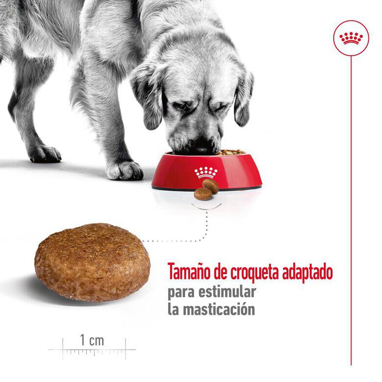 15 kg Royal Canin Maxi Adult 5+ ra&ccedil;&atilde;o para c&atilde;es seniores de ra&ccedil;a grande, , large Imagem n&uacute;mero 8