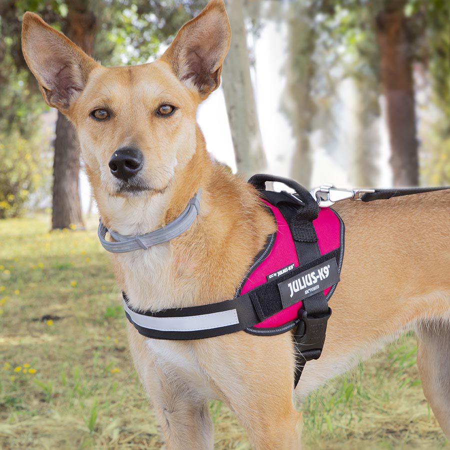 Julius K-9 IDC Peitoral Magenta para c&atilde;es, , large Imagem n&uacute;mero 3