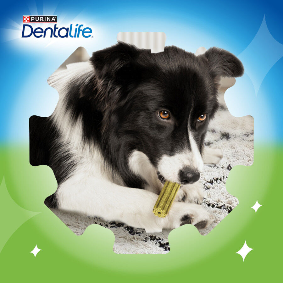 7 sticks Dentalife Snacks Dent&aacute;rios Small ActivFresh para c&atilde;es, , large Imagem n&uacute;mero 7