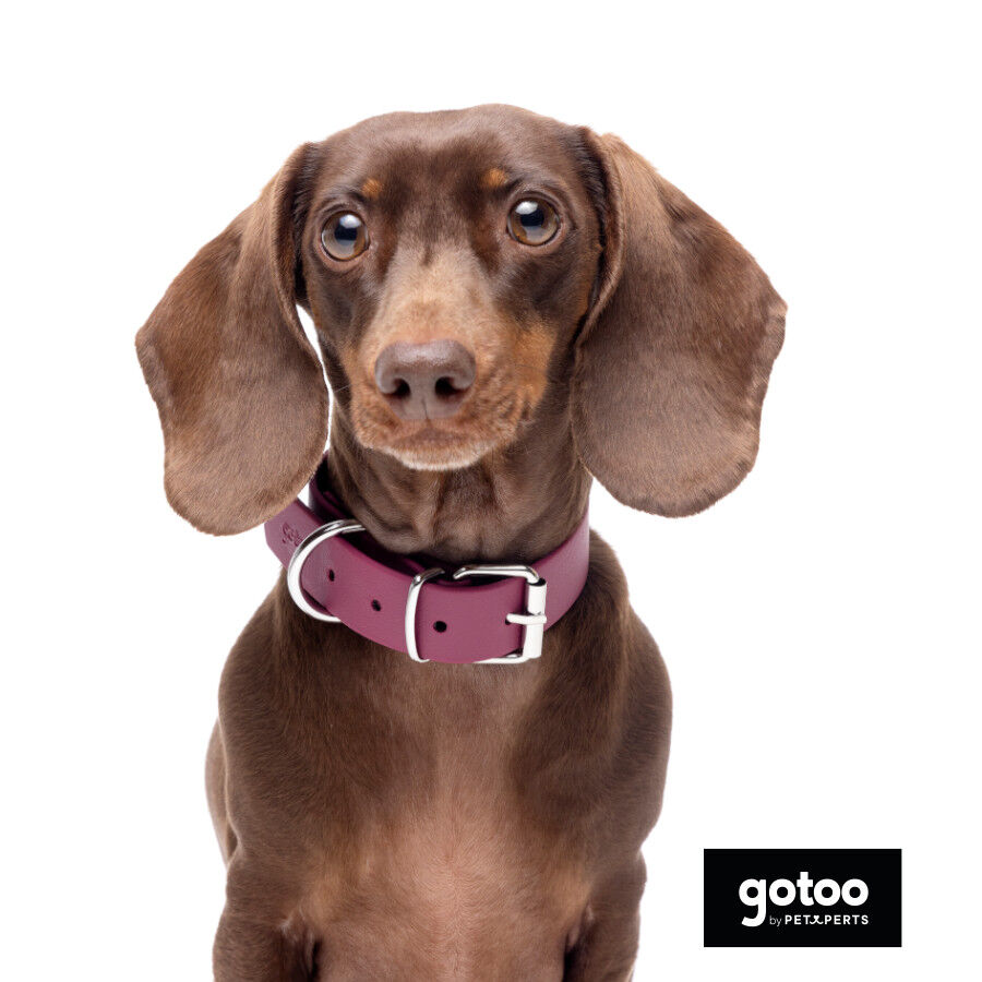 Gotoo Coleira Biothane vermelho vinho para c&atilde;es, , large Imagem n&uacute;mero 3