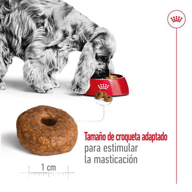 15 kg Royal Canin Medium 10+ Ageing ra&ccedil;&atilde;o para c&atilde;es, , large Imagem n&uacute;mero 8