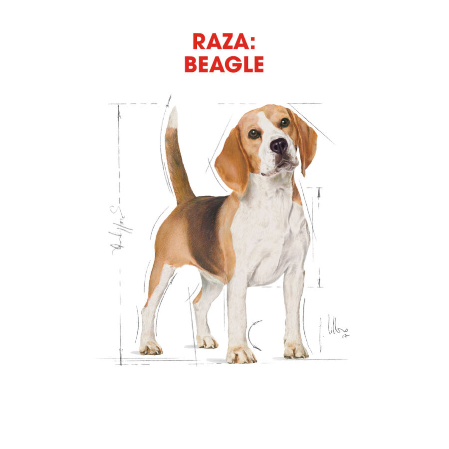 12 kg Royal Canin Adult Beagle ra&ccedil;&atilde;o para c&atilde;es, , large Imagem n&uacute;mero 4