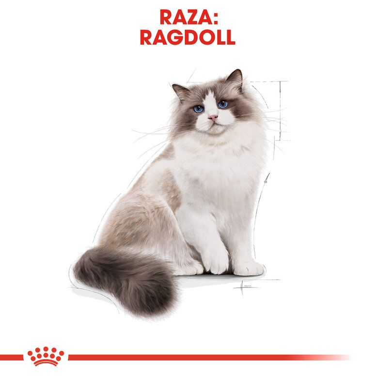 2 kg Royal Canin Adult Ragdoll ração para gatos,  Imagem número 4 2 kg Royal Canin Adult Ragdoll ração para gatos, , large Imagem número 4
