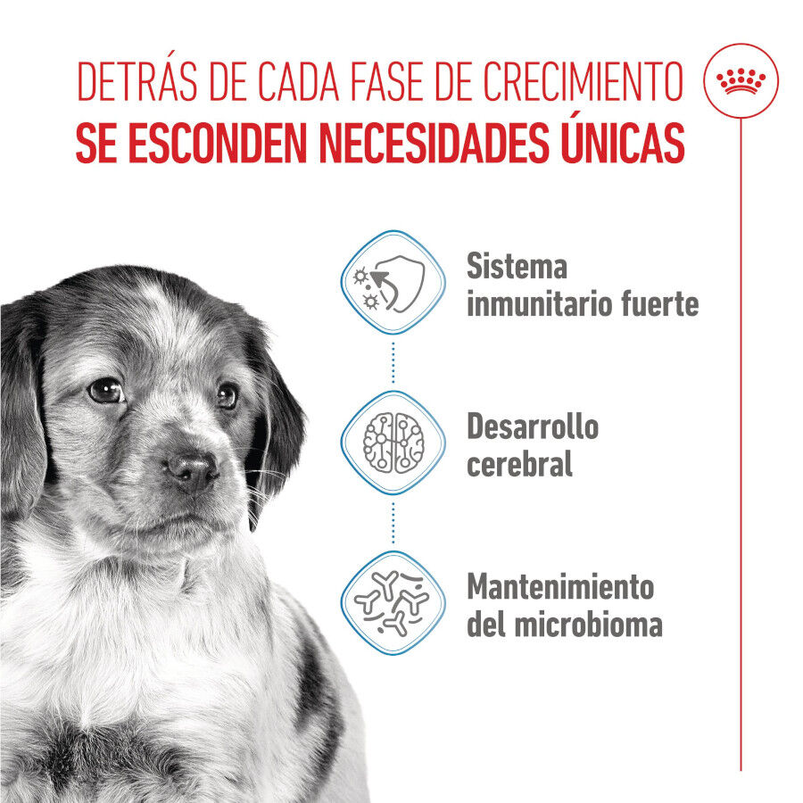 15 kg Royal Canin Puppy Medium ra&ccedil;&atilde;o para c&atilde;es, , large Imagem n&uacute;mero 3