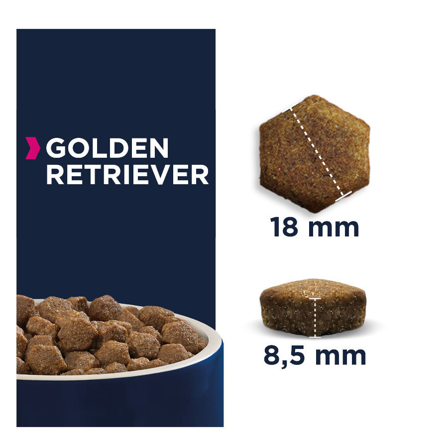12 kg Eukanuba Breed Specific Golden Retrievers ra&ccedil;&atilde;o para c&atilde;es, , large Imagem n&uacute;mero 2