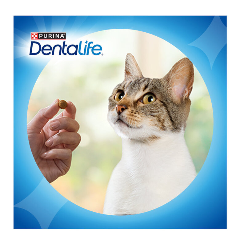 40 g Dentalife Daily Oral Salmão Snacks Dentários para gatos,  Imagem número 8 40 g Dentalife Daily Oral Salmão Snacks Dentários para gatos, , large Imagem número 8