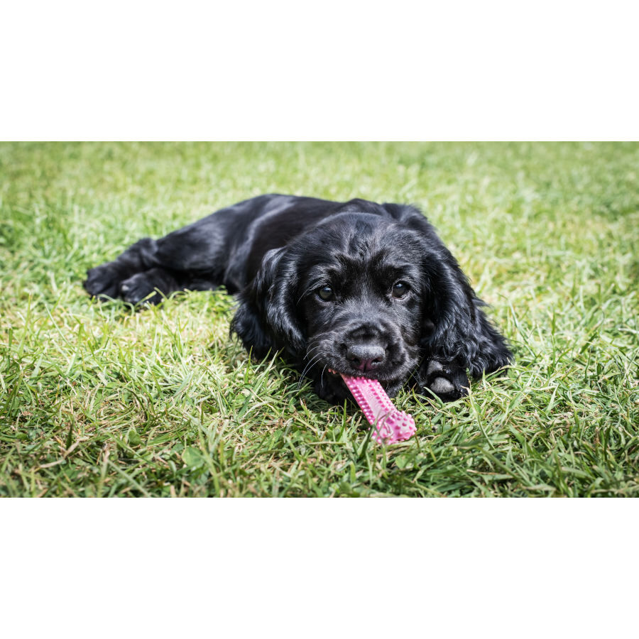 Nylabone Osso Mordedor Dent&aacute;rio Rosa com Sabor a Frango para cachorros, , large Imagem n&uacute;mero 2