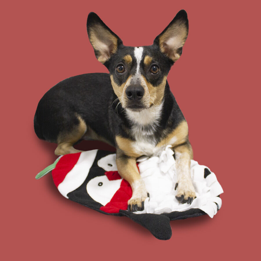 Wonder Christmas Pinguim Interativo Tapete Olfativo para c&atilde;es , , large Imagem n&uacute;mero 3