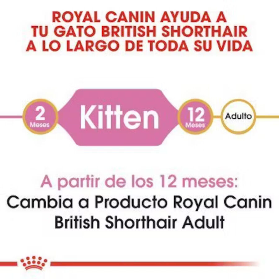 2 kg Royal Canin British Shorthair Kitten Ra&ccedil;&atilde;o para gatos, , large Imagem n&uacute;mero 4