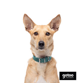Gotoo Coleira vegan verde para cães
