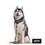 Gotoo Coleira estampada zebra para cães, , large Indicador imagem número 4