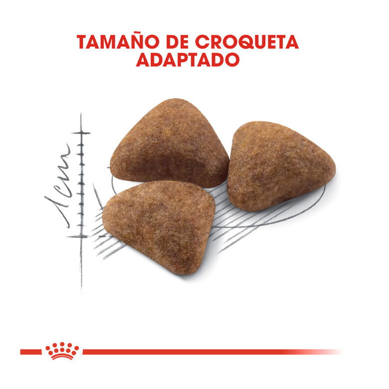 10 kg Royal Canin Home Life Indoor 27 ração para gatos,  Imagem número 3 10 kg Royal Canin Home Life Indoor 27 ração para gatos, , large Imagem número 3