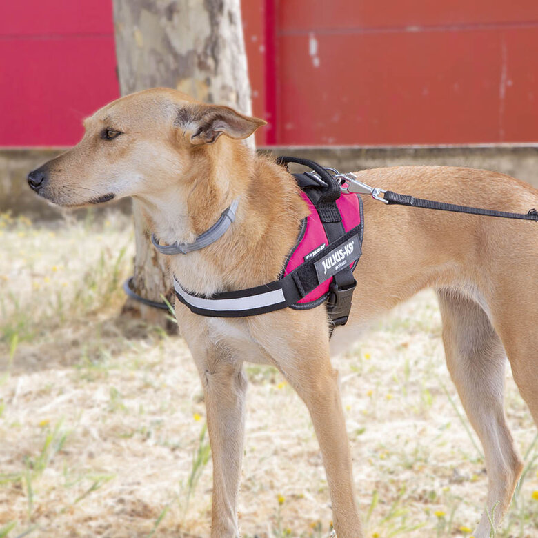 Julius K-9 IDC Peitoral Magenta para cães,  Imagem número 2 Julius K-9 IDC Peitoral Magenta para cães, , large Imagem número 2