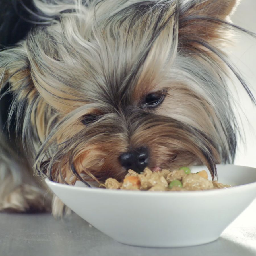 4 saquetas x 100 g Purina One Adult Mini Weight Control Sterilised Peru e Porco saqueta para c&atilde;es, , large Imagem n&uacute;mero 3