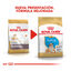 Royal Canin Puppy Bulldog ração para cães, , large Indicador imagem número 3