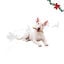 1 pack x 15 uns.Wonder Christmas Palitos de Colag&eacute;nio com Peru Snacks para C&atilde;es, , large Indicador imagem n&uacute;mero 1