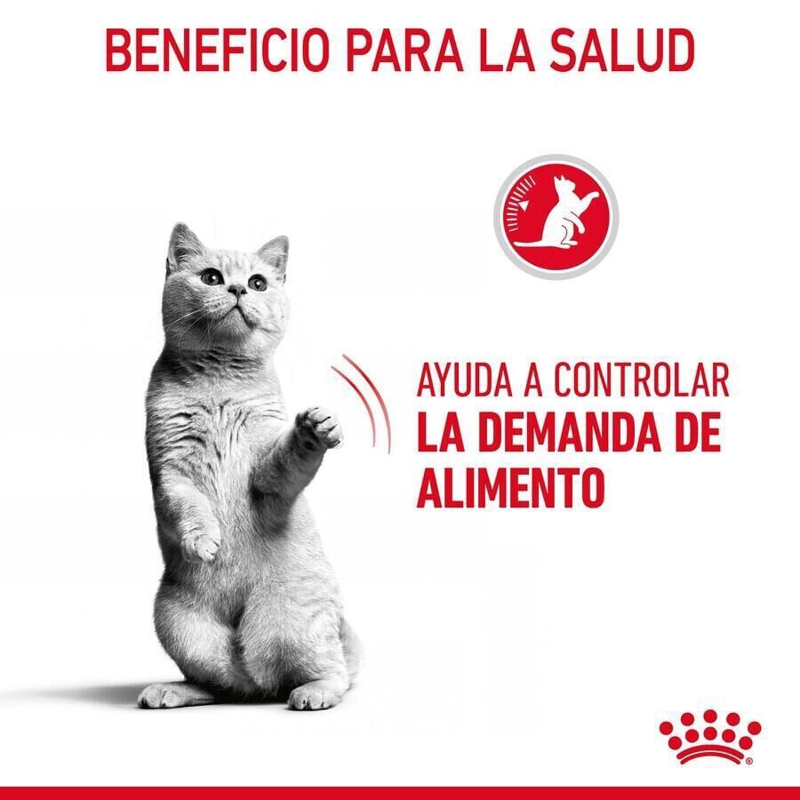 10 kg Royal Canin Appetite Control Care ra&ccedil;&atilde;o para gatos , , large Imagem n&uacute;mero 6