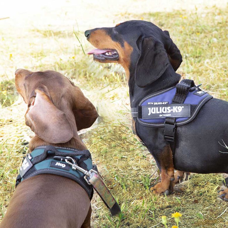 Julius K-9 IDC Peitoral Verde para cães,  Imagem número 4 Julius K-9 IDC Peitoral Verde para cães, , large Imagem número 4
