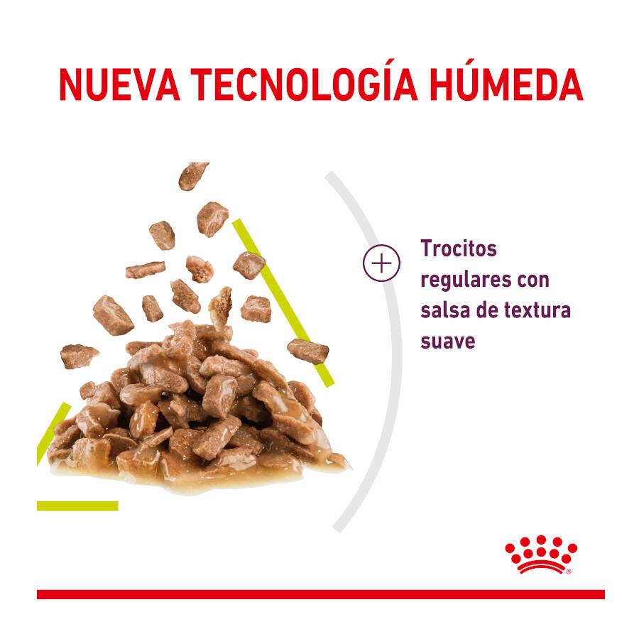 85 g Royal Canin Adult Sensory Smell molho saqueta para gatos, , large Imagem n&uacute;mero 4