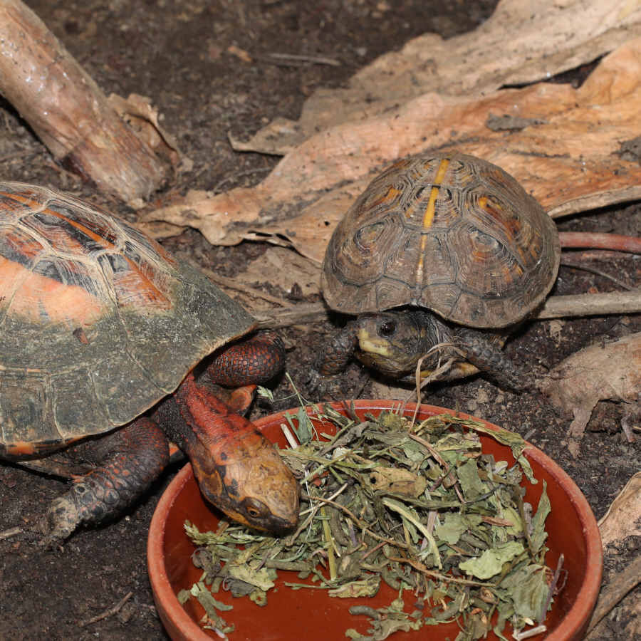 Alimento JBL Proterra Herbil para tartarugas, , large Imagem n&uacute;mero 7