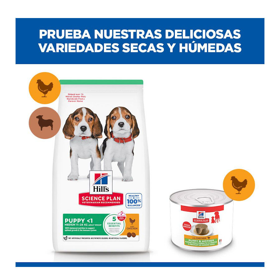 200 g Hill's Science Plan PuppyeMother Mousse de Frango em lata para c&atilde;es , , large Imagem n&uacute;mero 9