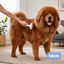 Bloob Escova Removedora de subpelo para c&atilde;es, , large Indicador imagem n&uacute;mero 2