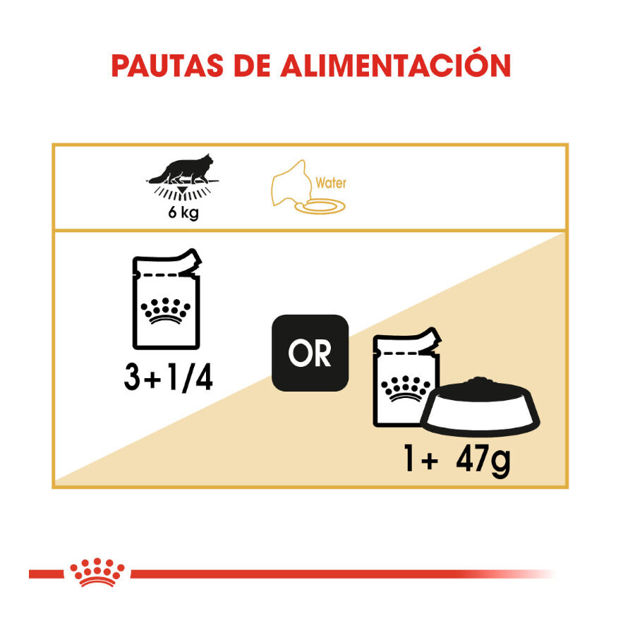 85 g Royal Canin Maine Coon alimento h&uacute;mido para gatos, , large Imagem n&uacute;mero 7