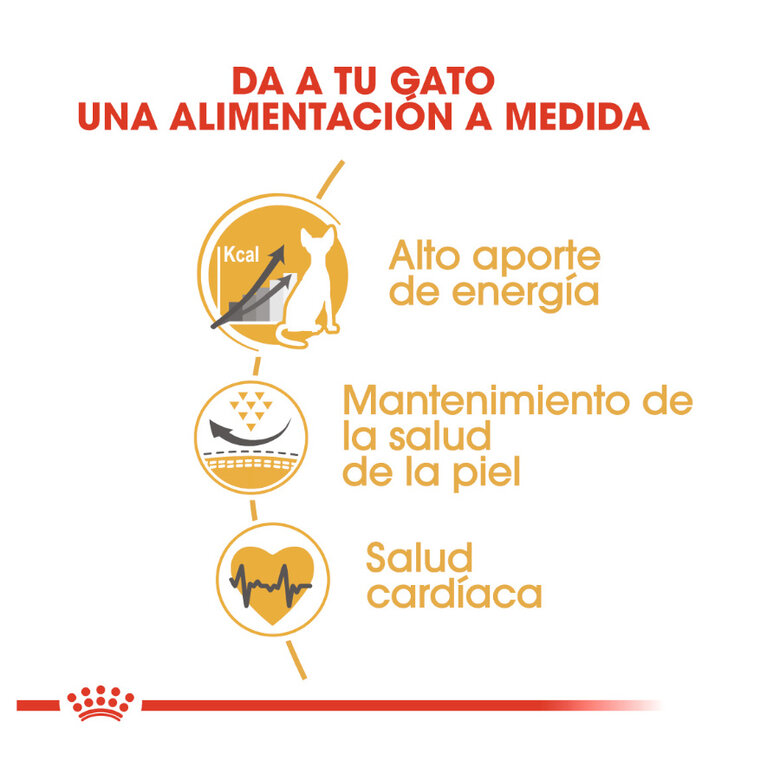 10 kg Royal Canin Adult Sphynx ração para gatos,  Imagem número 6 10 kg Royal Canin Adult Sphynx ração para gatos, , large Imagem número 6