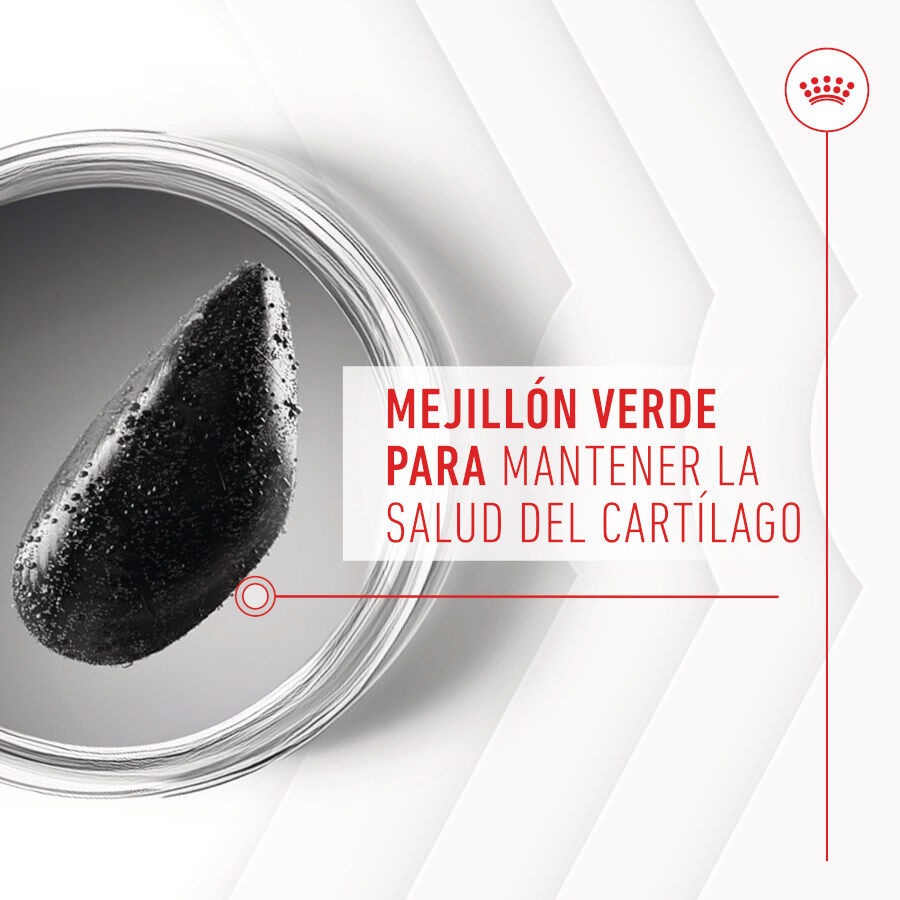 240 g Royal Canin Joint & Ageing Chews Suplemento Nutricional para c&atilde;es com sensibilidade articular, , large Imagem n&uacute;mero 7